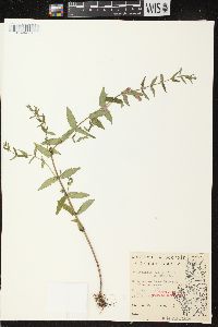 Scutellaria galericulata image