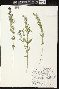 Scutellaria galericulata image