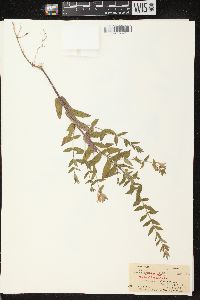 Scutellaria galericulata image