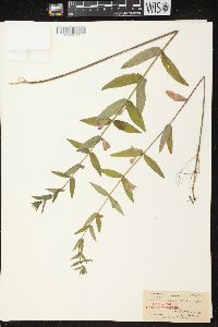 Scutellaria galericulata image