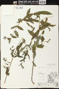 Scutellaria galericulata image