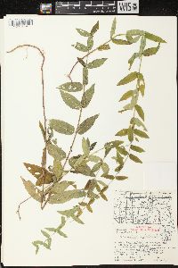 Scutellaria galericulata image