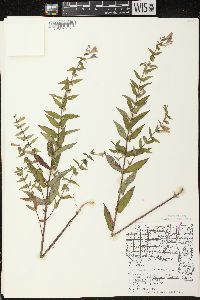 Scutellaria galericulata image