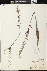 Scutellaria galericulata image