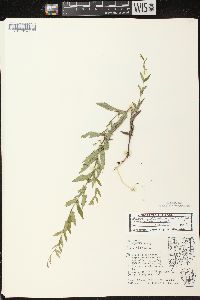 Scutellaria galericulata image