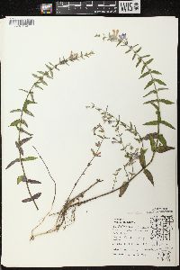 Scutellaria galericulata image