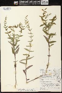 Scutellaria galericulata image