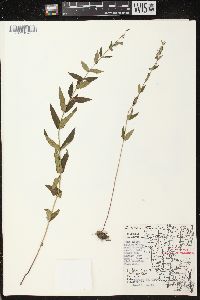 Scutellaria galericulata image