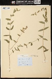 Scutellaria galericulata image