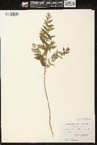 Scutellaria galericulata image