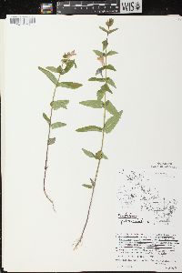 Scutellaria galericulata image