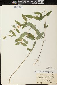 Scutellaria galericulata image