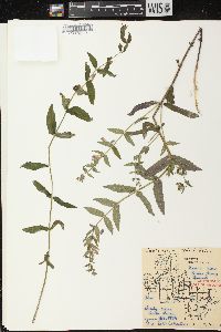 Scutellaria galericulata image