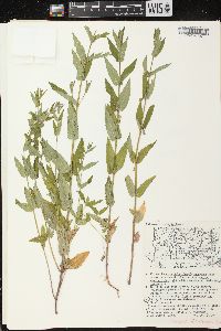 Scutellaria galericulata image