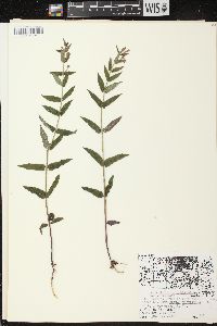 Scutellaria galericulata image