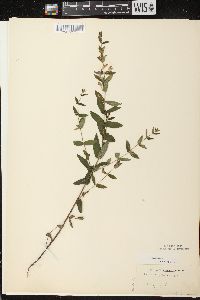 Scutellaria galericulata image