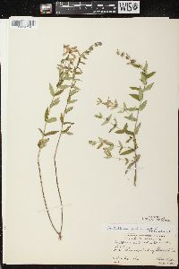 Scutellaria galericulata image