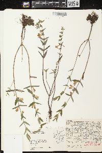 Scutellaria galericulata image