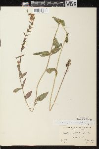 Scutellaria galericulata image