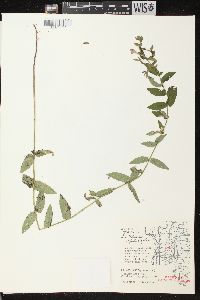 Scutellaria galericulata image