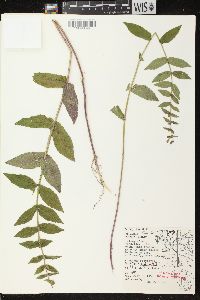 Scutellaria galericulata image