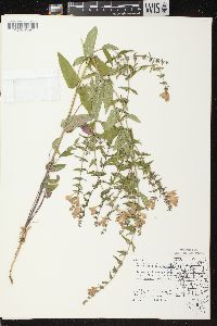 Scutellaria galericulata image