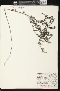 Scutellaria galericulata image