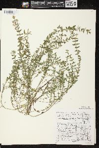 Scutellaria galericulata image