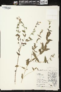 Scutellaria galericulata image