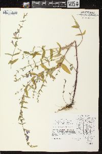 Scutellaria galericulata image