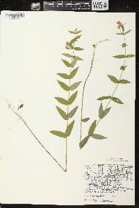 Scutellaria galericulata image