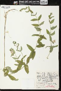 Scutellaria galericulata image