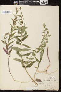 Scutellaria galericulata image