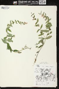 Scutellaria galericulata image