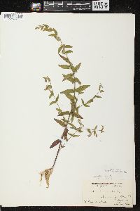 Scutellaria galericulata image