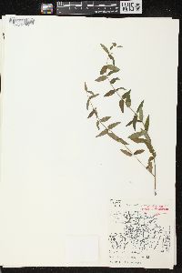 Scutellaria galericulata image