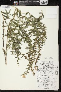 Scutellaria galericulata image