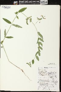 Scutellaria galericulata image