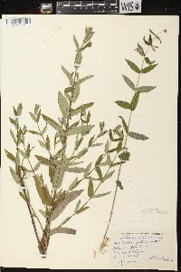 Scutellaria galericulata image