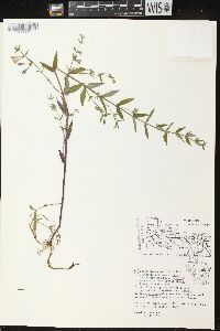 Scutellaria galericulata image