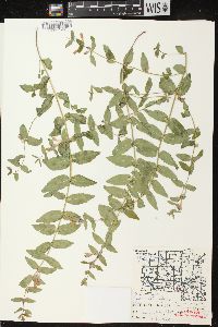 Scutellaria galericulata image