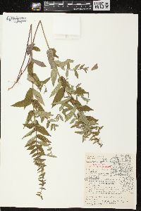 Scutellaria galericulata image