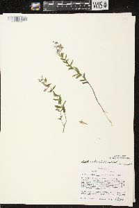 Scutellaria galericulata image