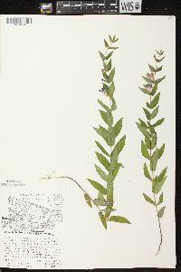 Scutellaria galericulata image