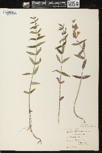 Scutellaria galericulata image