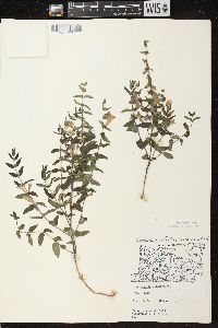 Scutellaria galericulata image