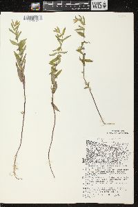 Scutellaria galericulata image