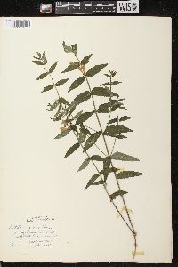 Scutellaria galericulata image