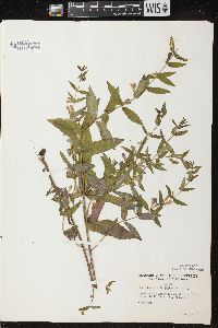 Scutellaria galericulata image