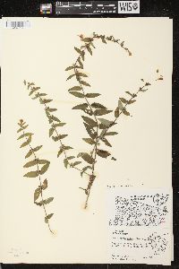 Scutellaria galericulata image